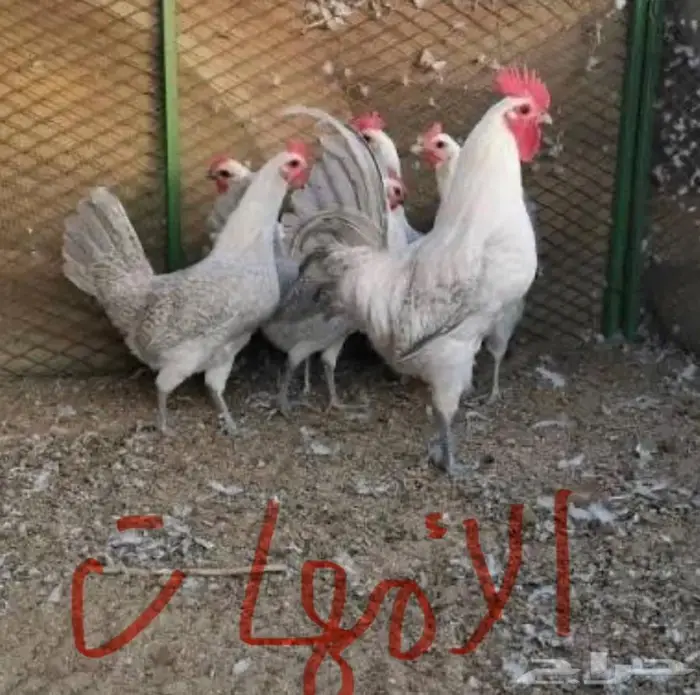 ديكه فيومي ألمنيوم بيور 1