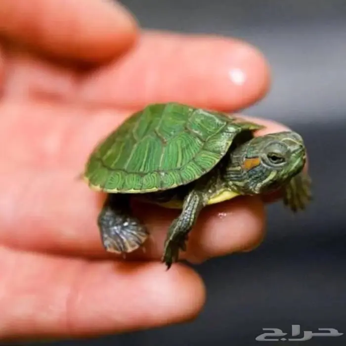 مكه المكرمه 0