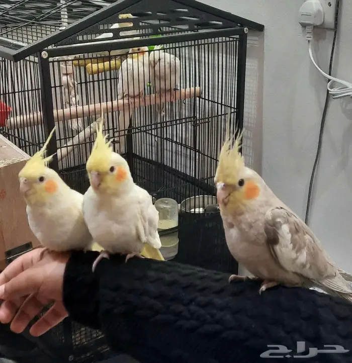 فروخ كراون لاتنيوم هولنديه متكلم الذكر مشالله 4