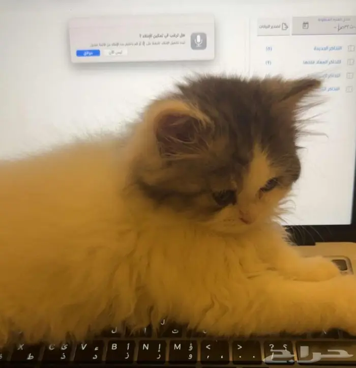 قط شيرازي للبيع 0