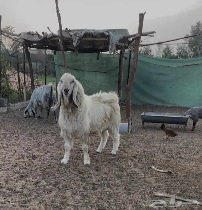 تيس فحل مشروك مصري اجم 1