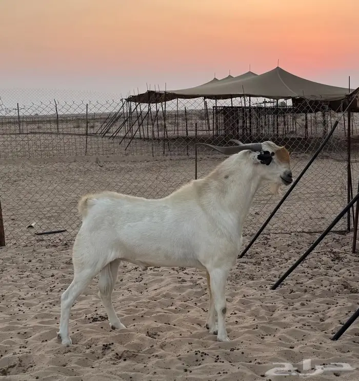 للبيع فحل بيشي صنف فاخر 1