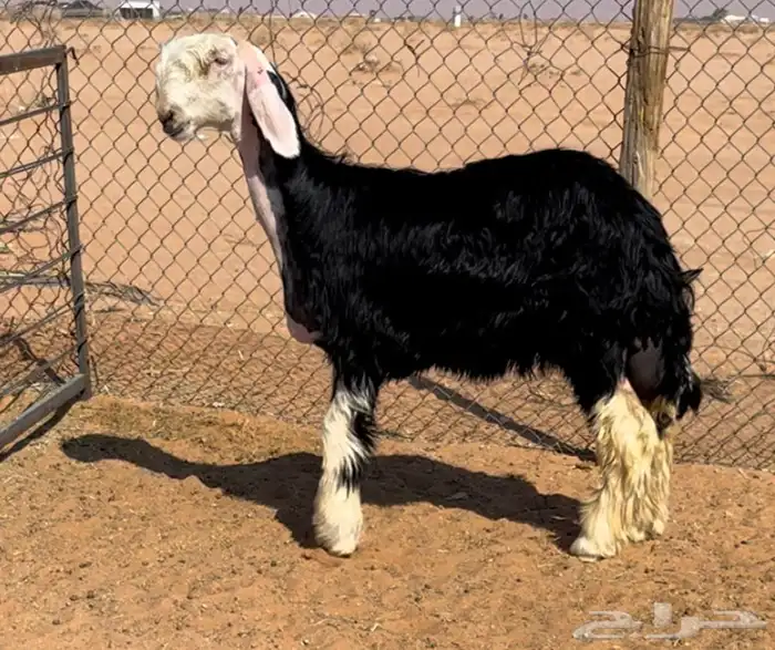 رخل نجديه خصم 1