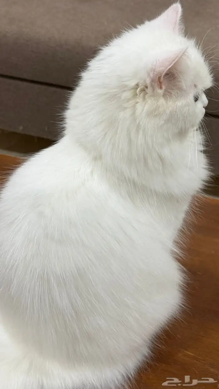 قطة العمر سنة 1