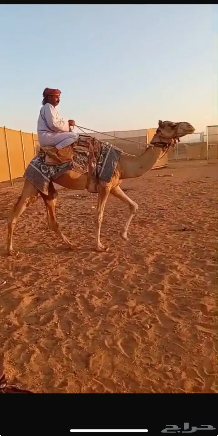 قعود جذع وركبي 0