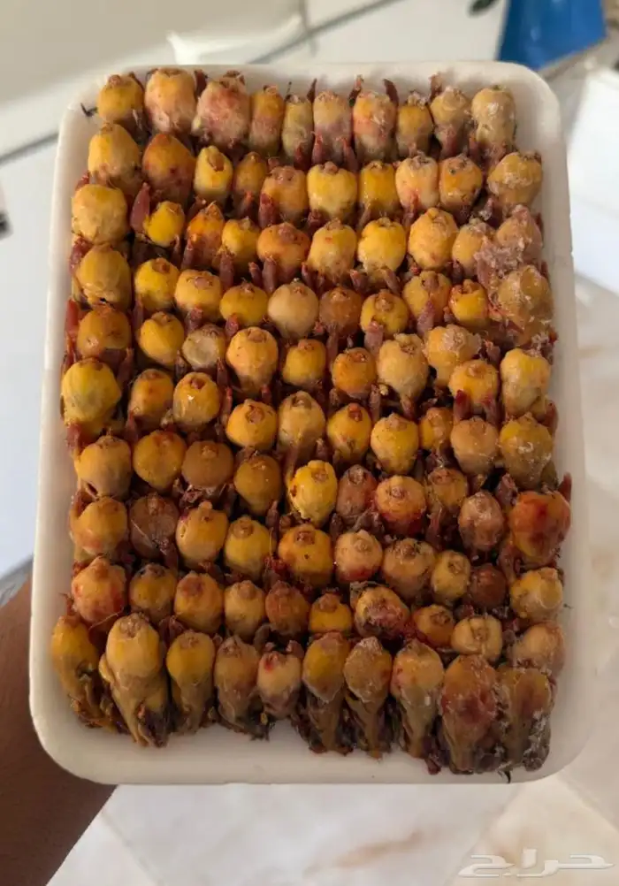 الطيور الدخل 0