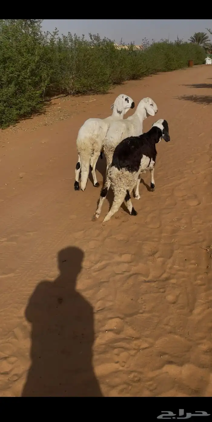 طليان سواكن مرابي 5 شهور العدد 2 1