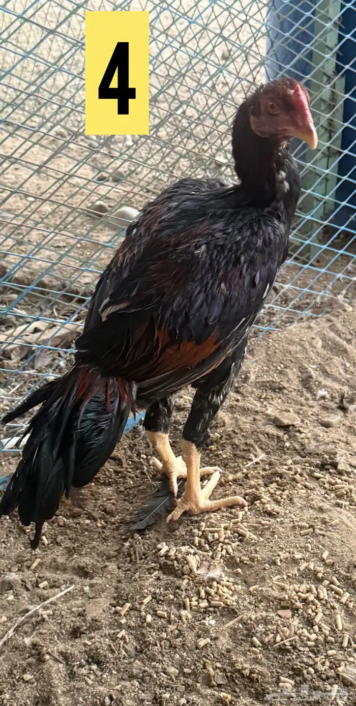 للبيع ديوك باكستاني 3