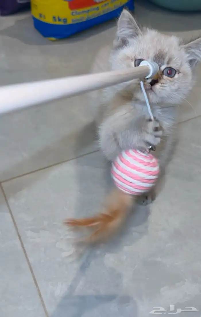 قطه سكوتش هملايا 2