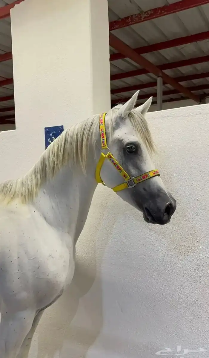 حصان شعبي شيخ فحل. حار مع الحار وبارد مع البارد شيخ الحصان 0