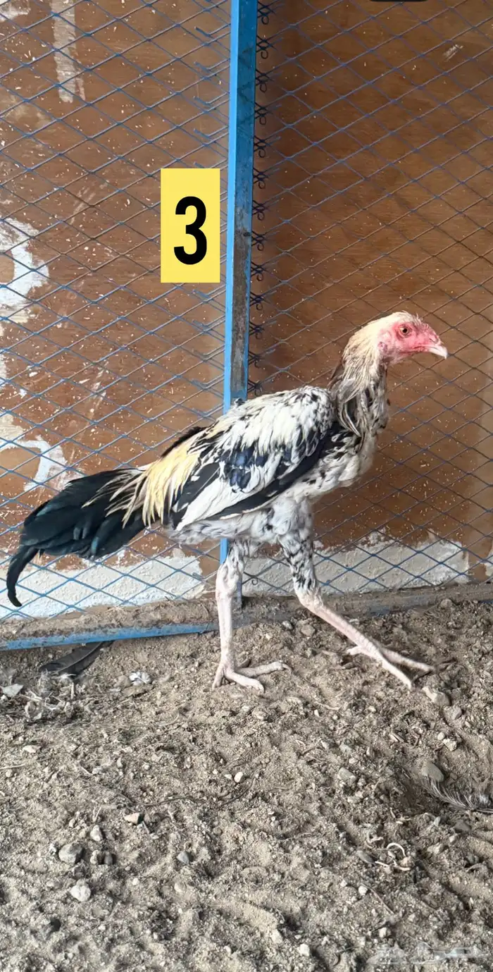 للبيع ديوك باكستاني 2