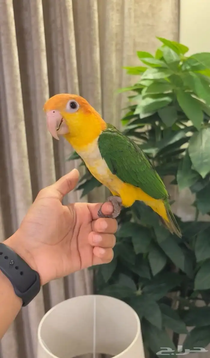 فرخ كايك اليف وهدد ( المهرج ) 1