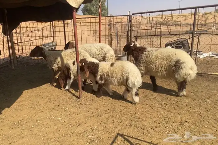 2نعيم معهن 3 1