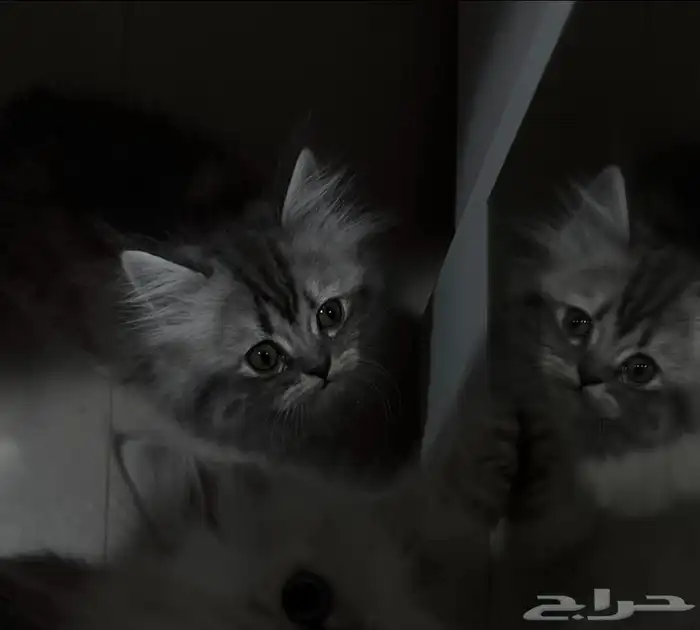 للبيع قطوه مع كامل أغراضها 2