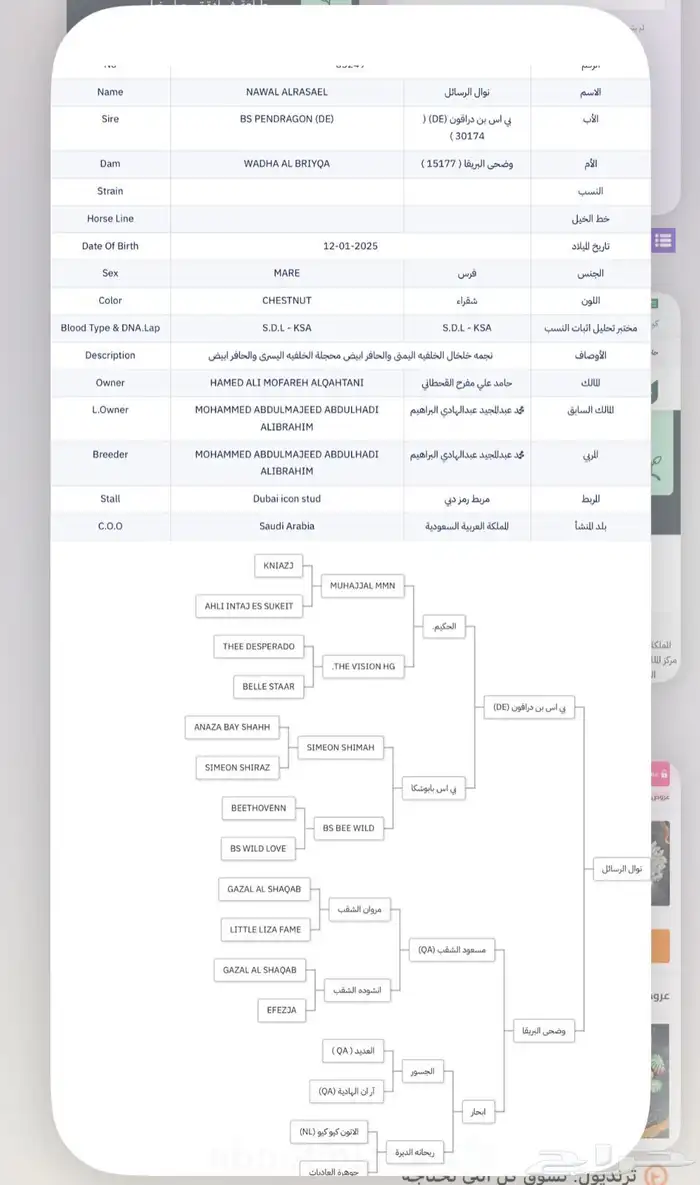 استمارة خيل للبيع 0