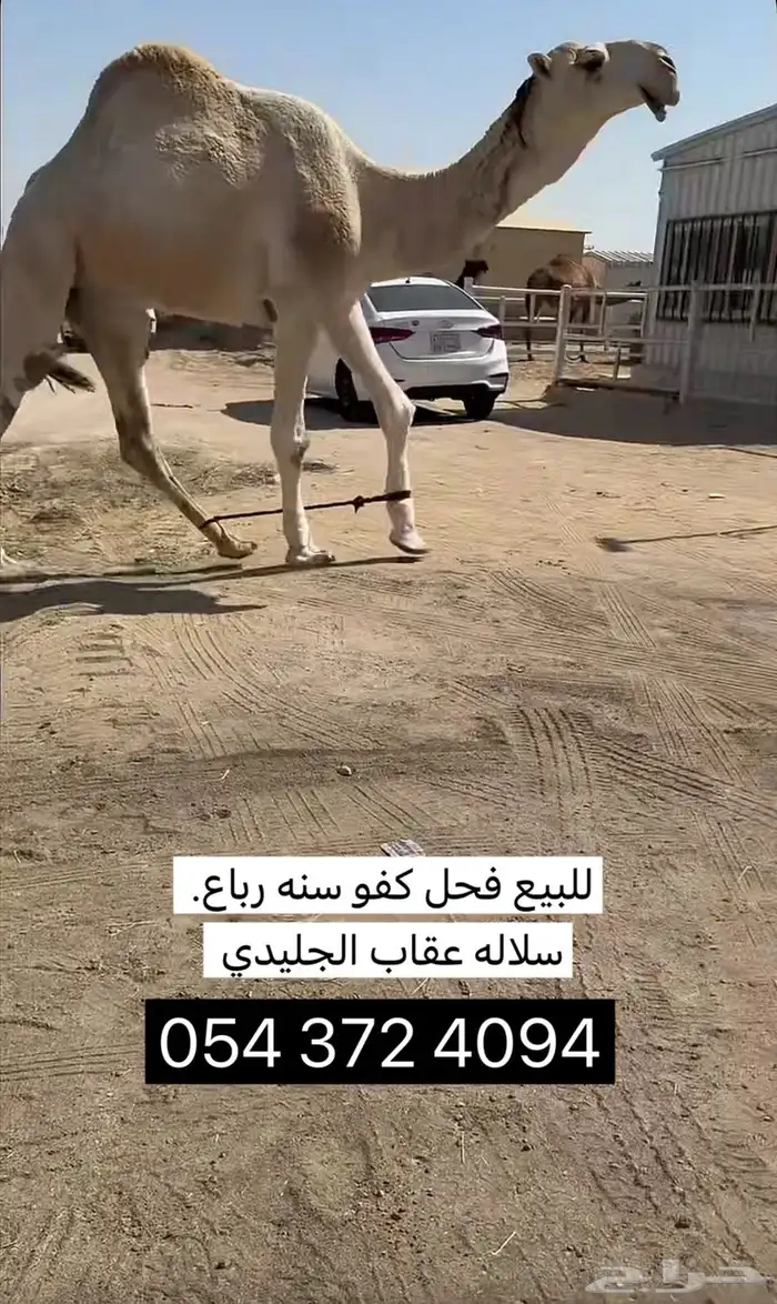 فحل كفو وعشاير ثنتين 0