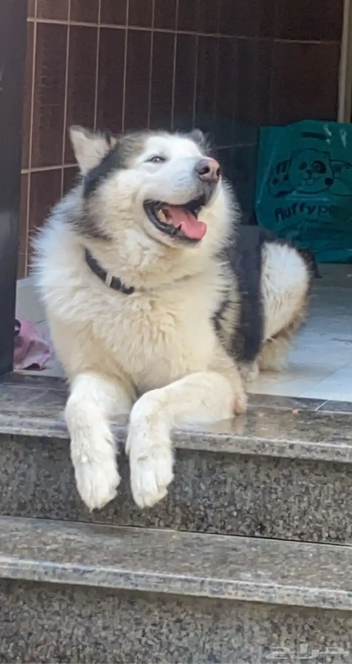 كلب هسكي ضايع بحطين يوجد مكافأة مالية 4