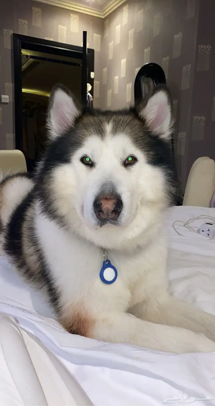 كلب هسكي ضايع بحطين يوجد مكافأة مالية 3