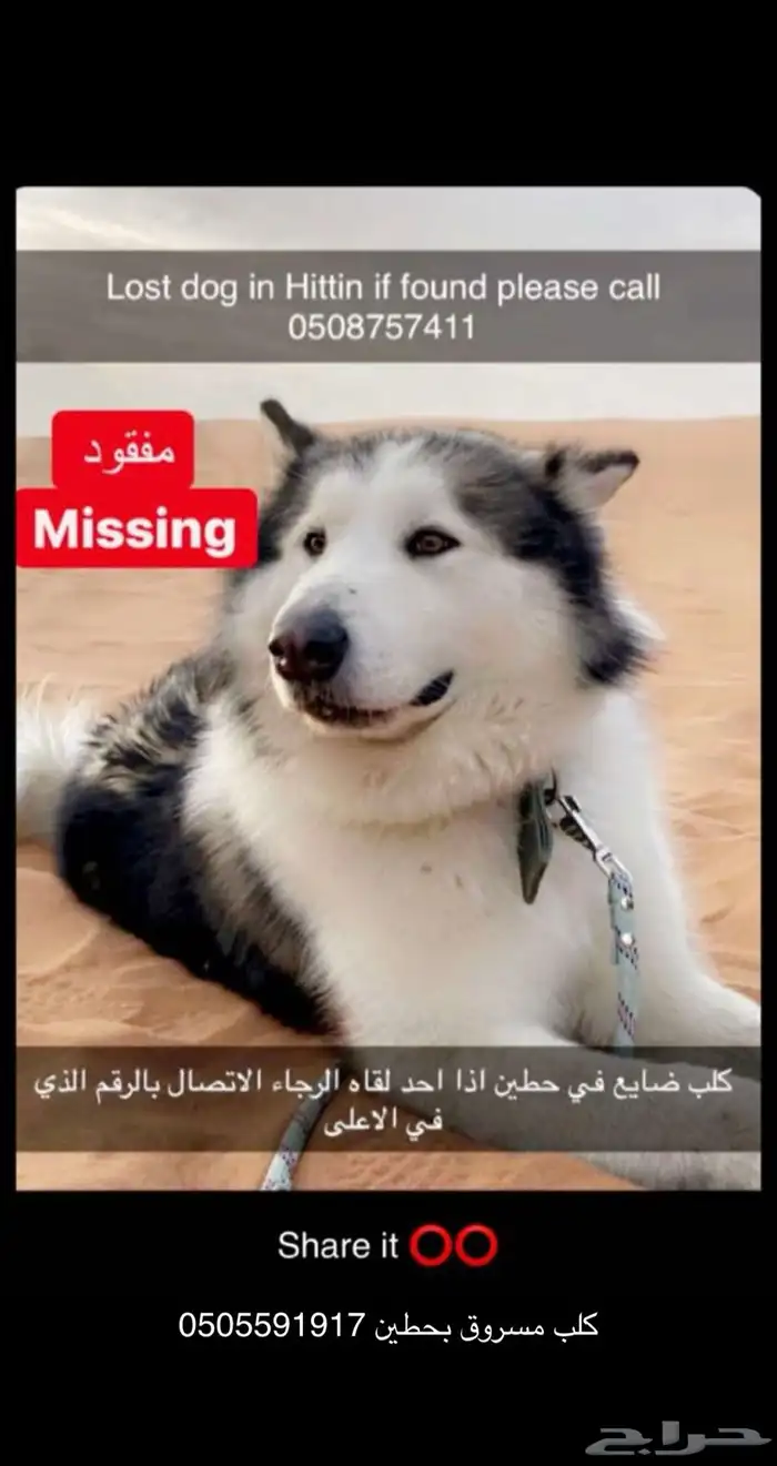 كلب هسكي ضايع بحطين يوجد مكافأة مالية 2