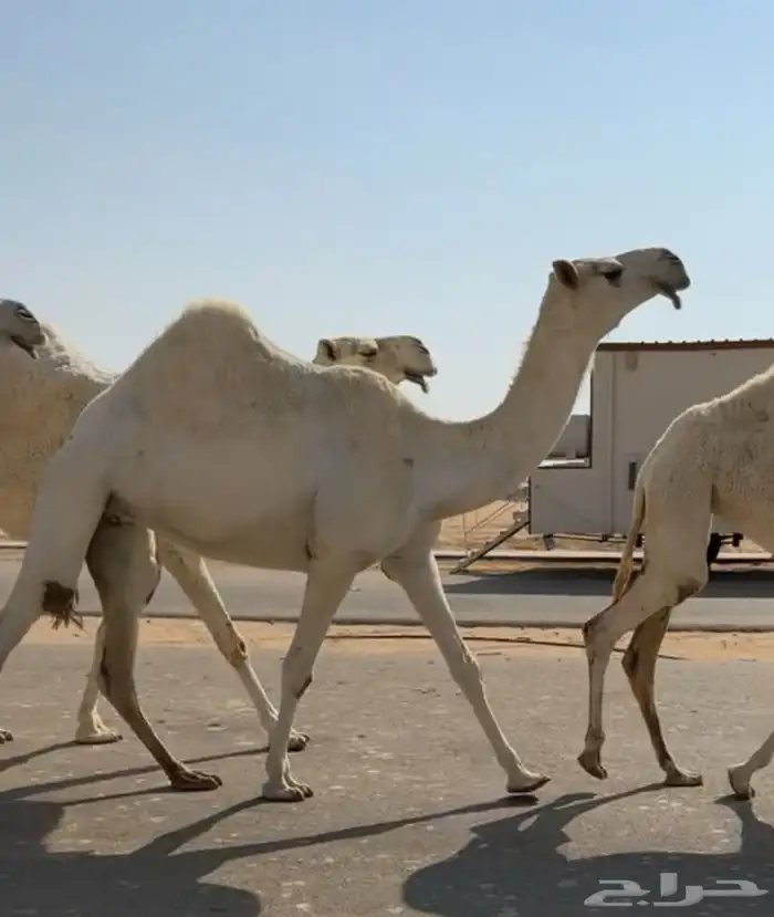 ضروبه ثنيه كفووو طفاح ووسر ومنتله وسليمه جميع العذاريب 1