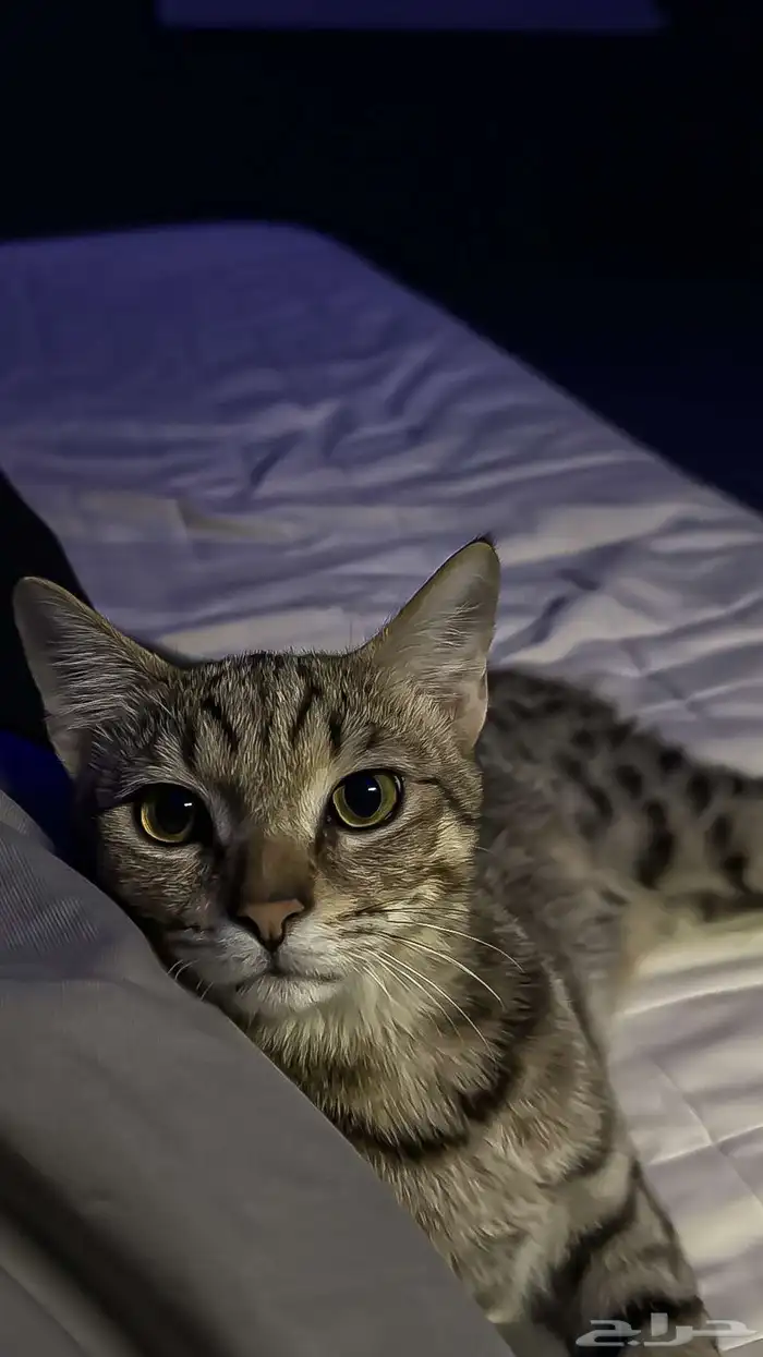 قطط (للتبني) 3