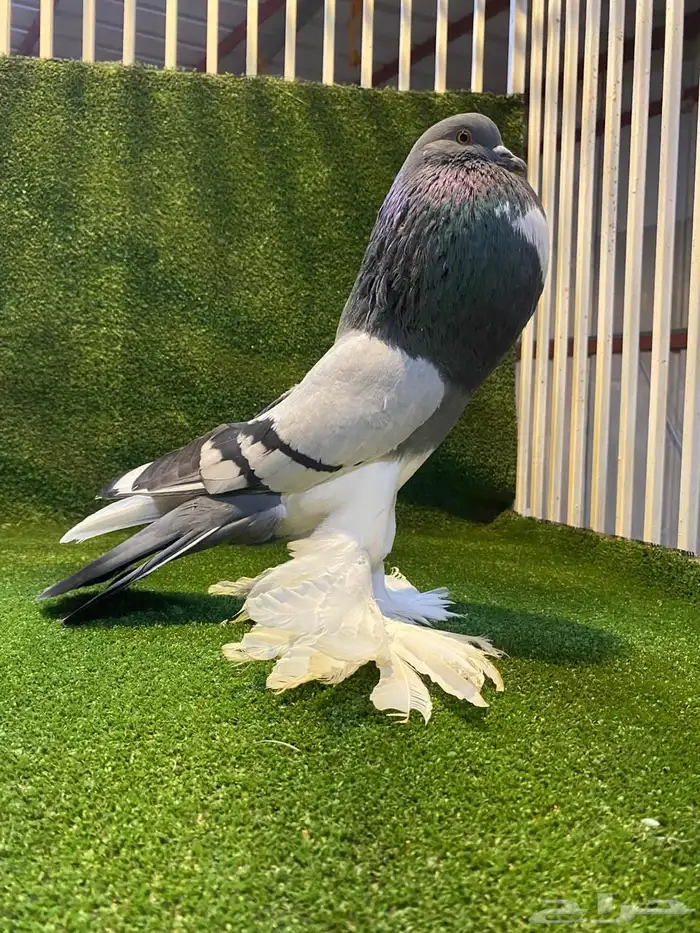 ( تم البيع ) للبيع زوج نفاخ ابو مريان هلال ToP 2