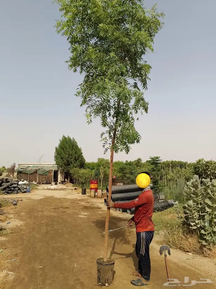 مشتل زراعي لبيع الاشجار بالجملة 10