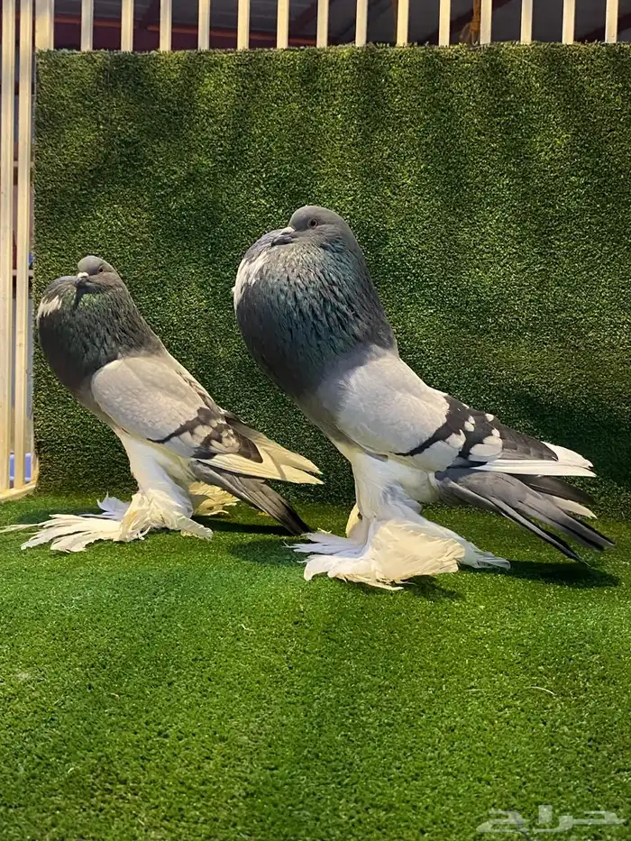 ( تم البيع ) للبيع زوج نفاخ ابو مريان هلال ToP 3