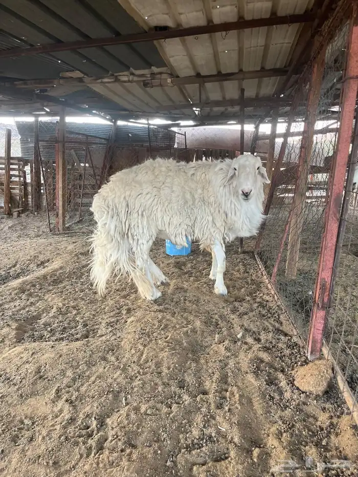 فحل حري للبيع 1