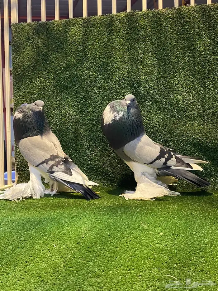 ( تم البيع ) للبيع زوج نفاخ ابو مريان هلال ToP 8