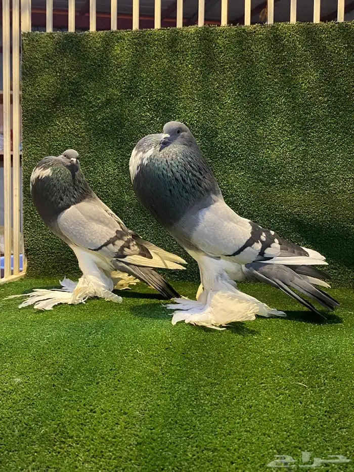 ( تم البيع ) للبيع زوج نفاخ ابو مريان هلال ToP 0