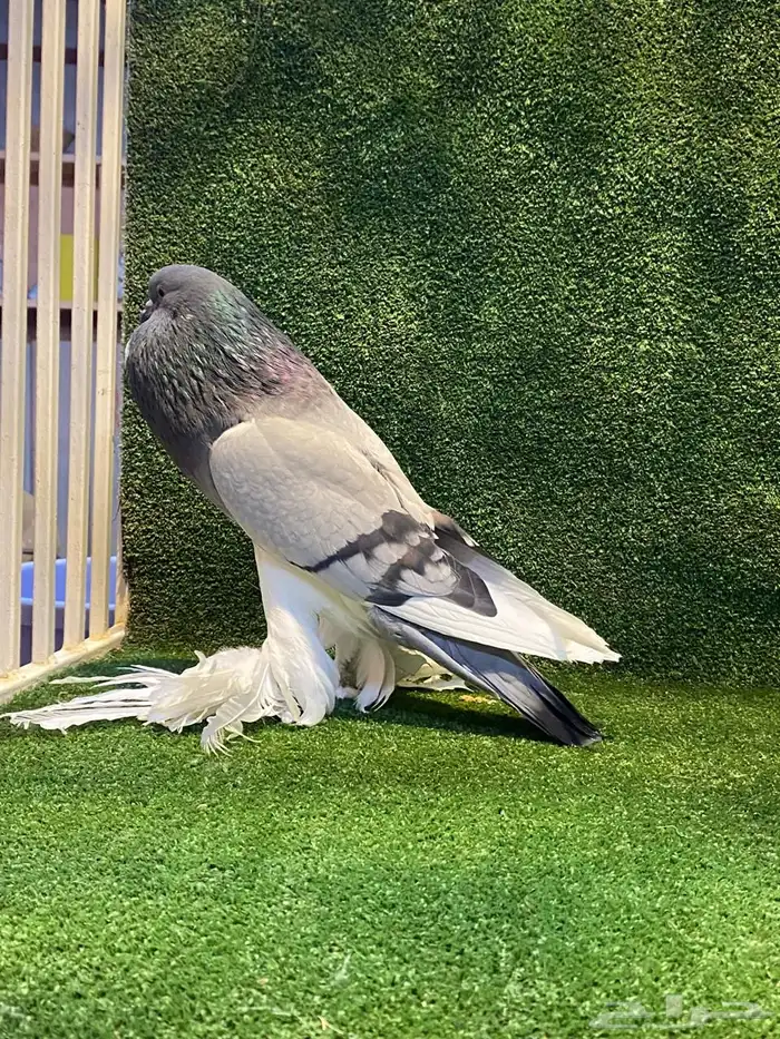 ( تم البيع ) للبيع زوج نفاخ ابو مريان هلال ToP 9