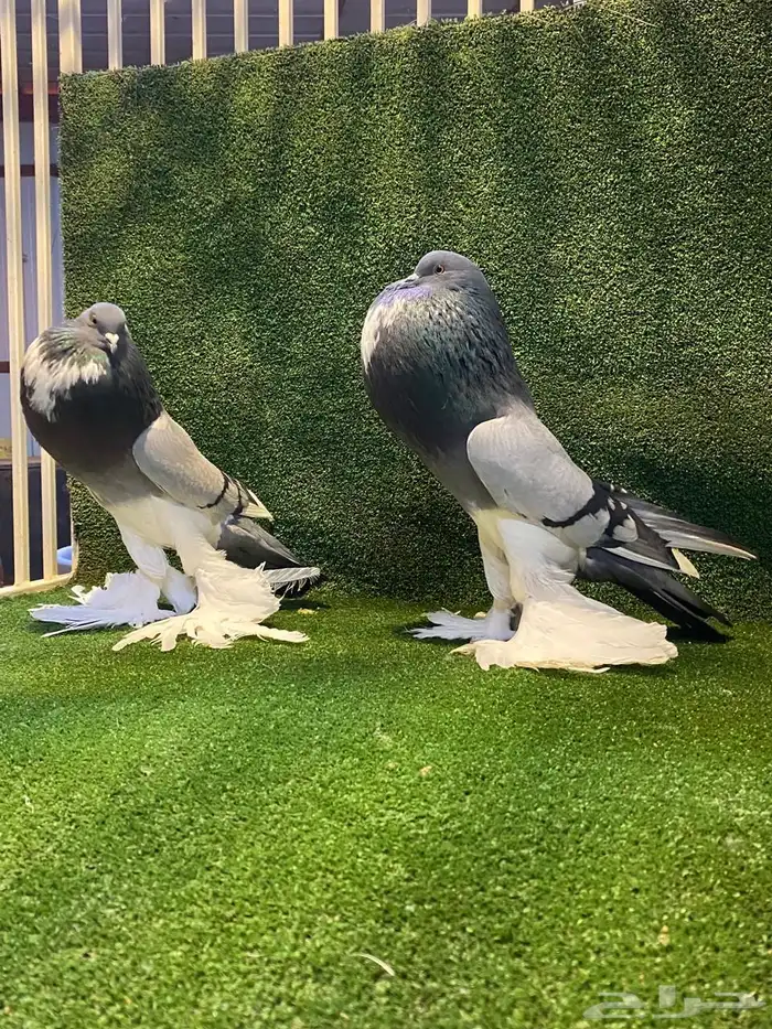 ( تم البيع ) للبيع زوج نفاخ ابو مريان هلال ToP 1