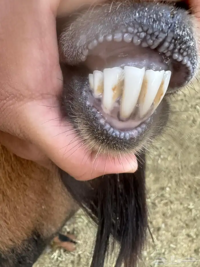 ولد وعل حر صنف الصنف شرط من كل شي سليمم 0