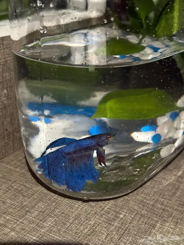 سمكة فايتر للبيع 2