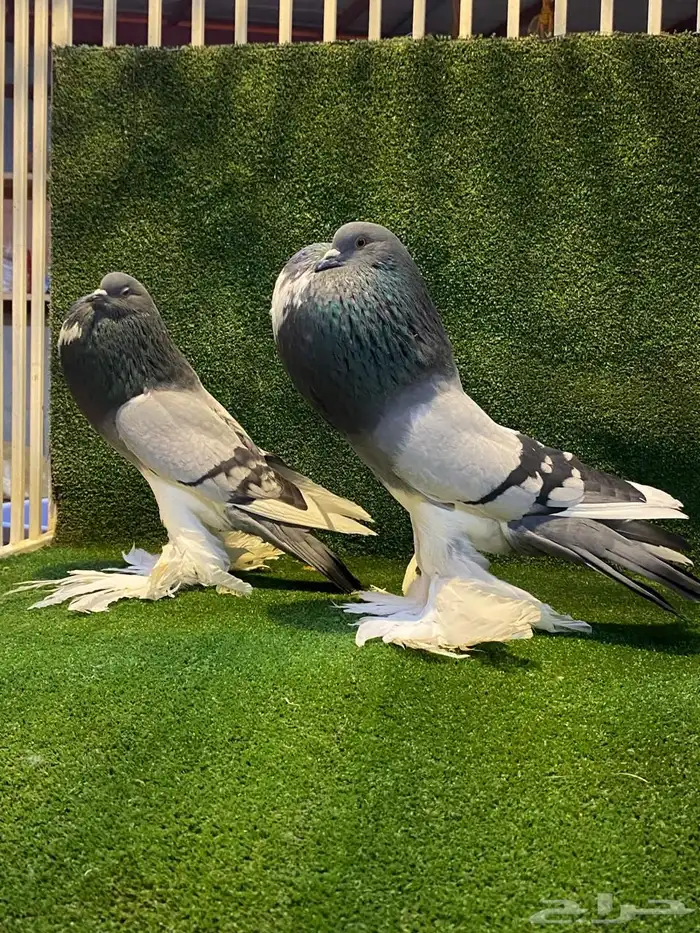 ( تم البيع ) للبيع زوج نفاخ ابو مريان هلال ToP 5