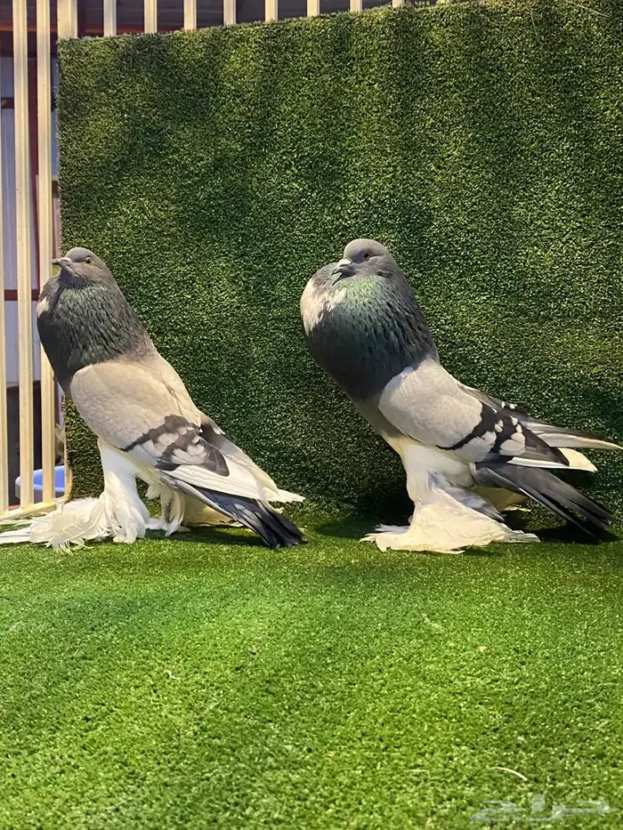 ( تم البيع ) للبيع زوج نفاخ ابو مريان هلال ToP 6