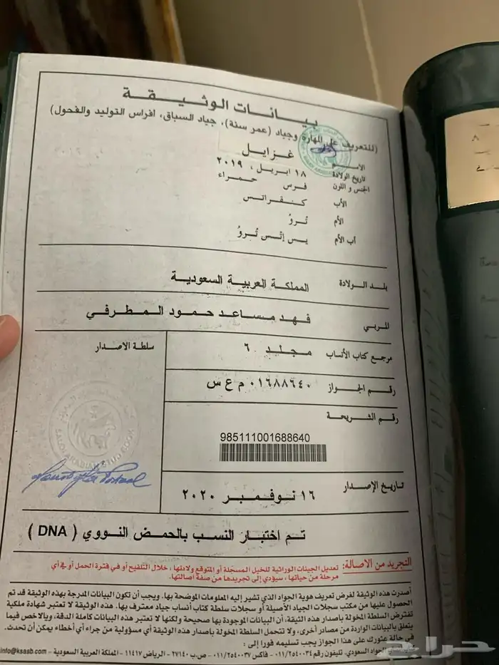 فرس انجليزي 6