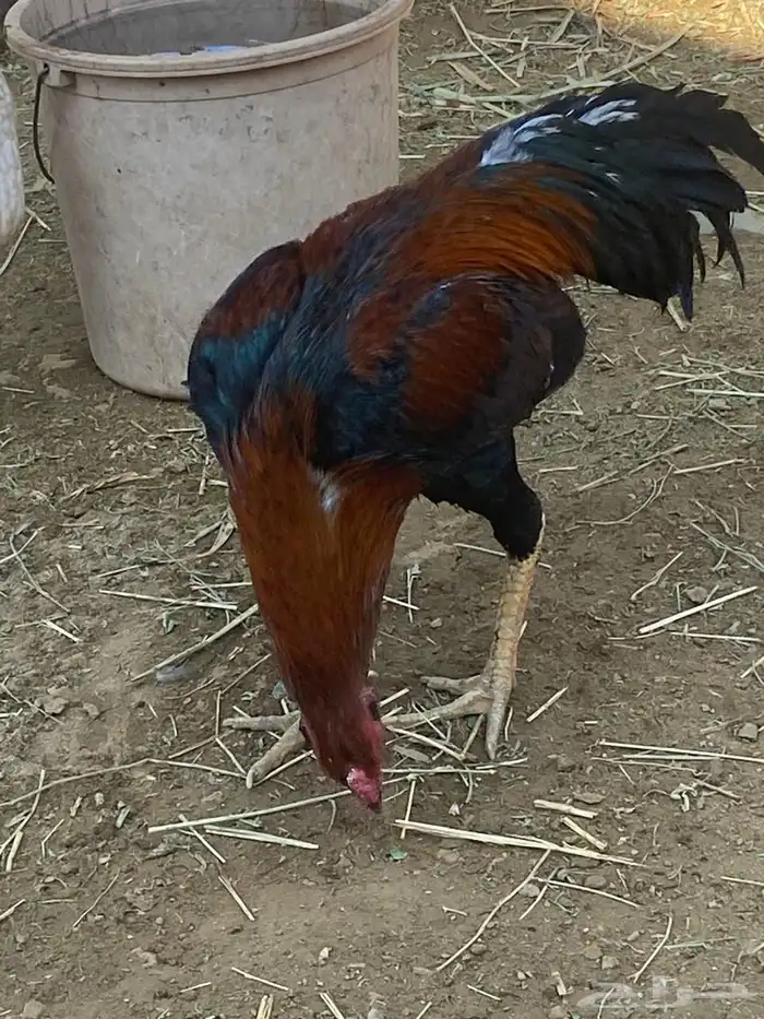 ديك ودجاجه للبيع 7