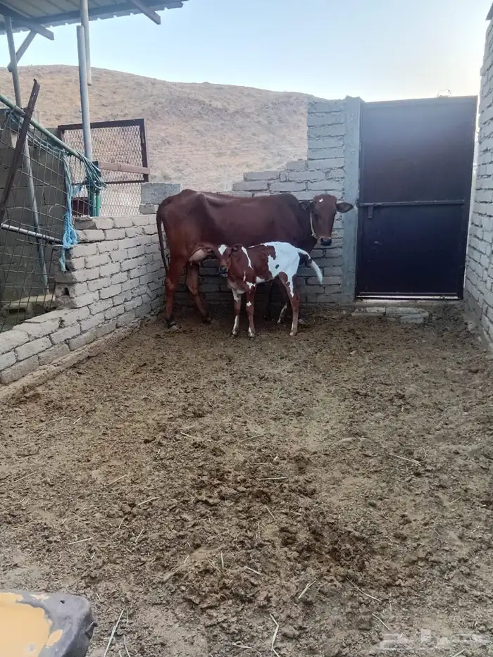 بقره جرسيه مع حسيلها للبيع 0