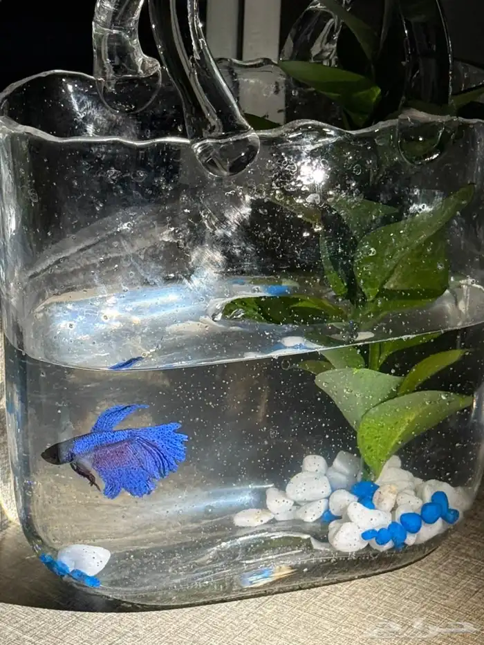 سمكة فايتر للبيع 1