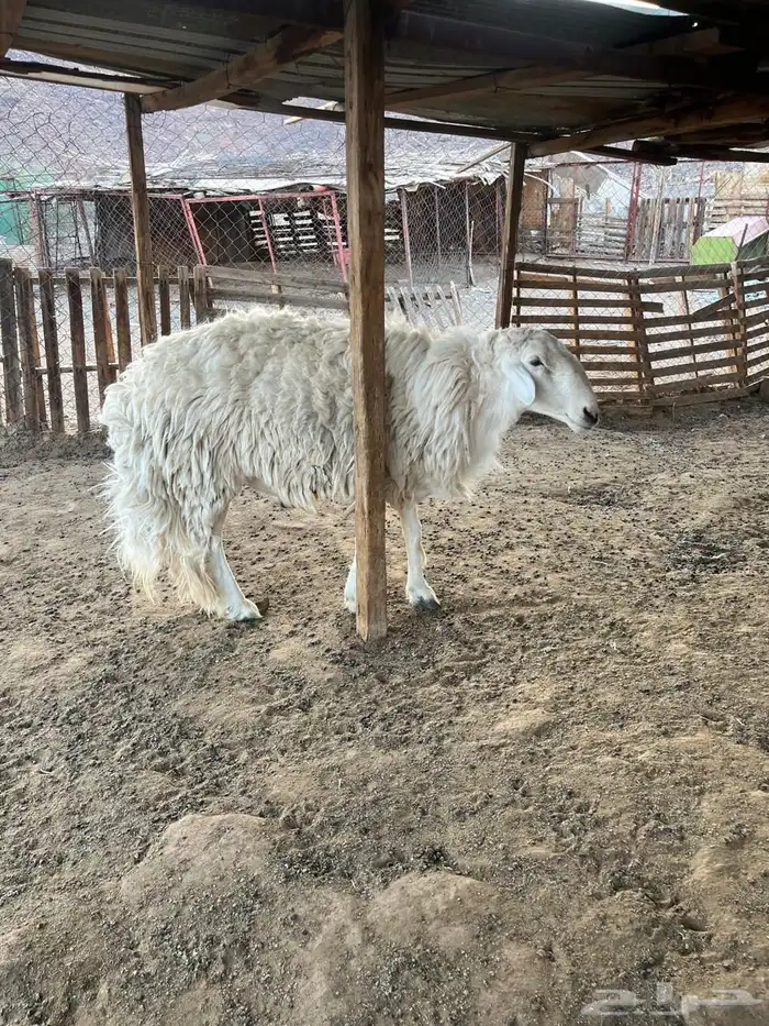 فحل حري للبيع 3