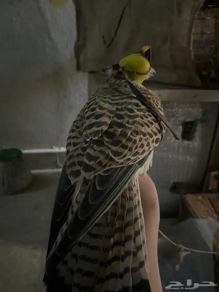 بواش.. ق للبيع العدد 3 1