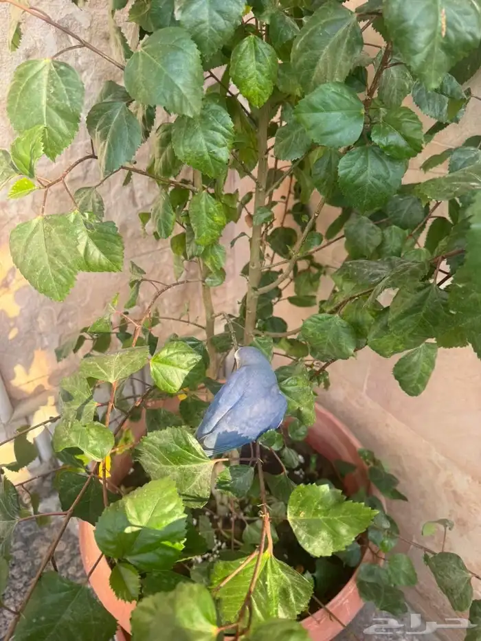 طير روز أليف 3