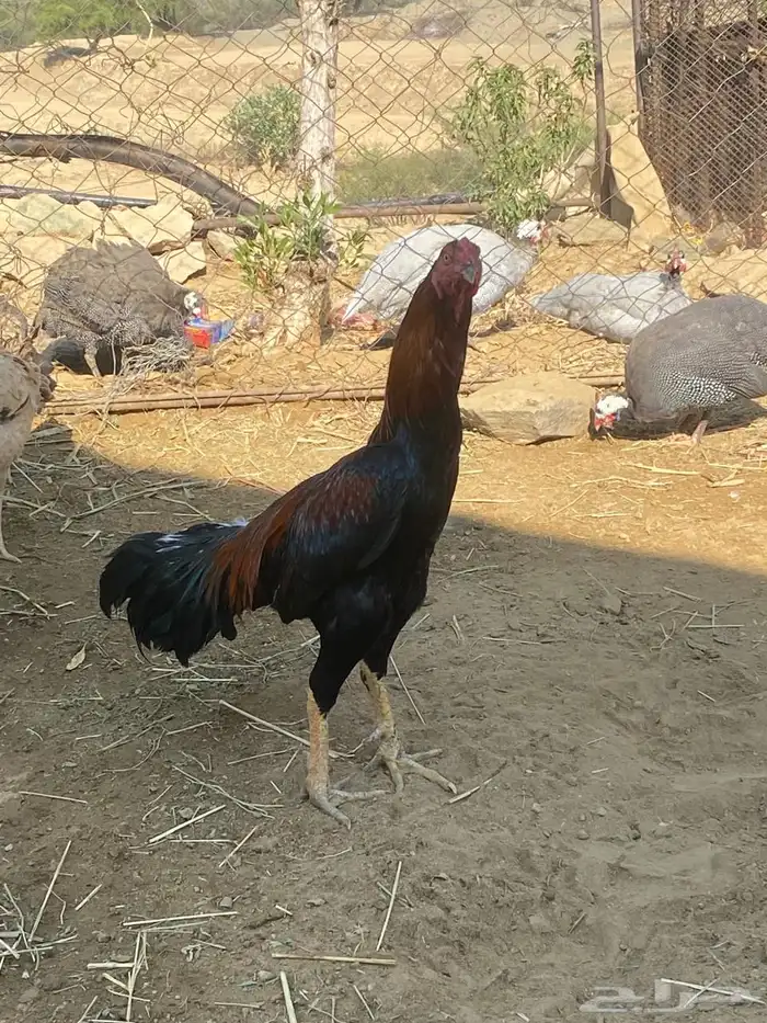 ديك ودجاجه للبيع 6