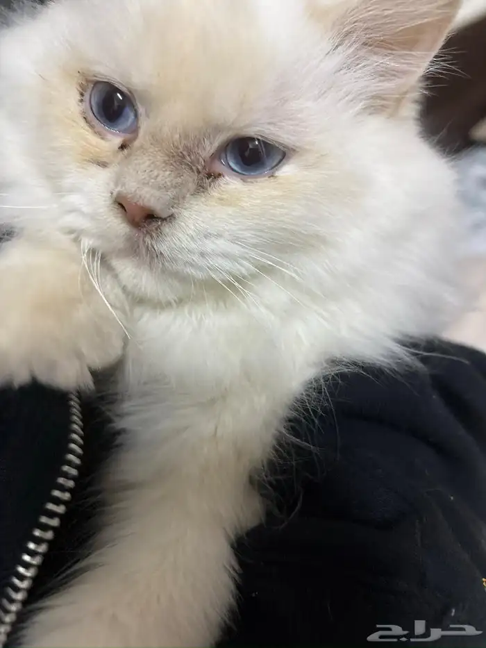 تبني قطه تعبانه في فطريات جنب فمها الفطريات خفيفه 10شهور 2