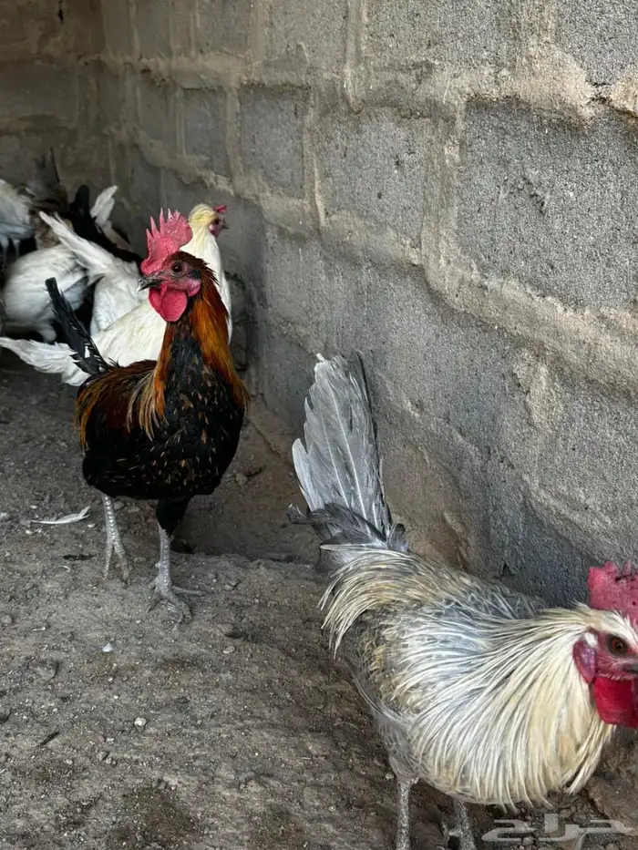 دجاج بلدي 3
