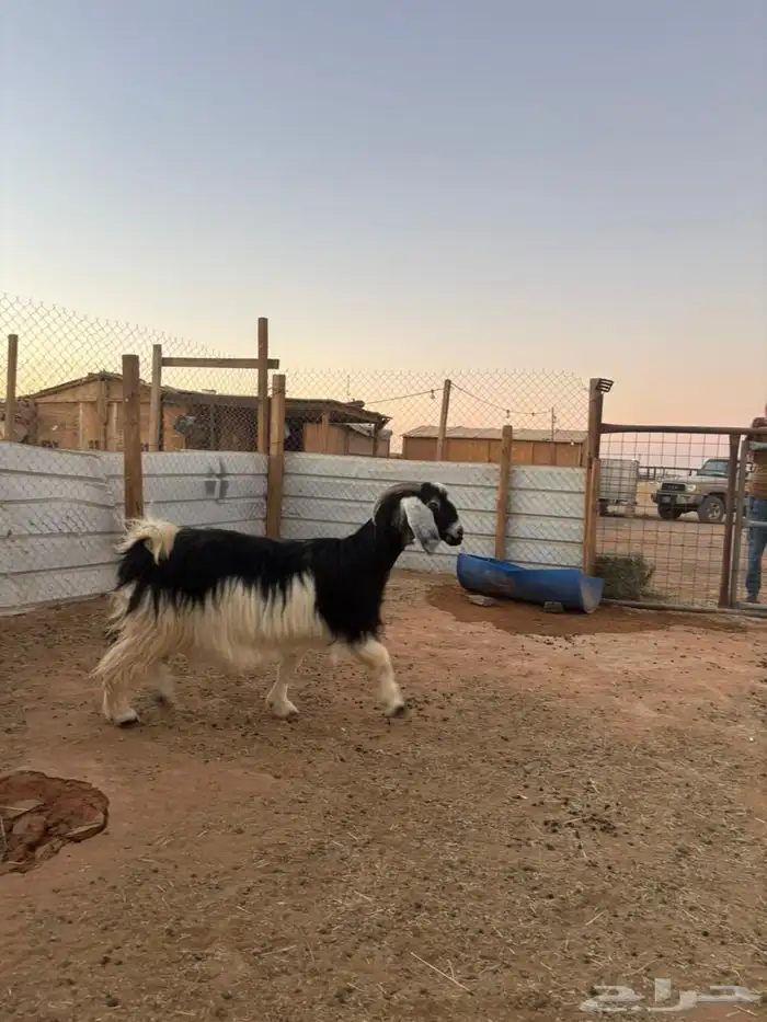 معزا مشروكات كلها دفيع 1