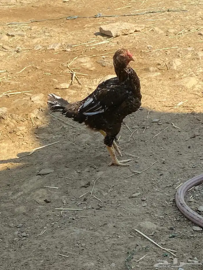 ديك ودجاجه للبيع 3