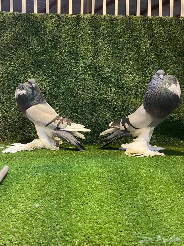 ( تم البيع ) للبيع زوج نفاخ ابو مريان هلال ToP 7